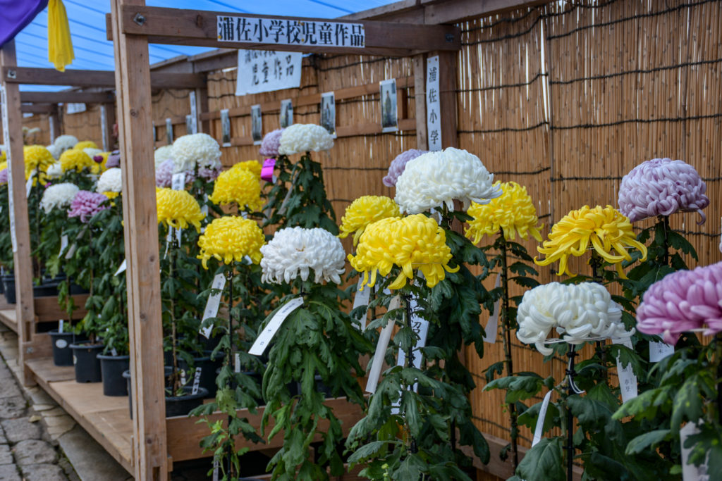 Chrysanthemum flowers at the festival.
