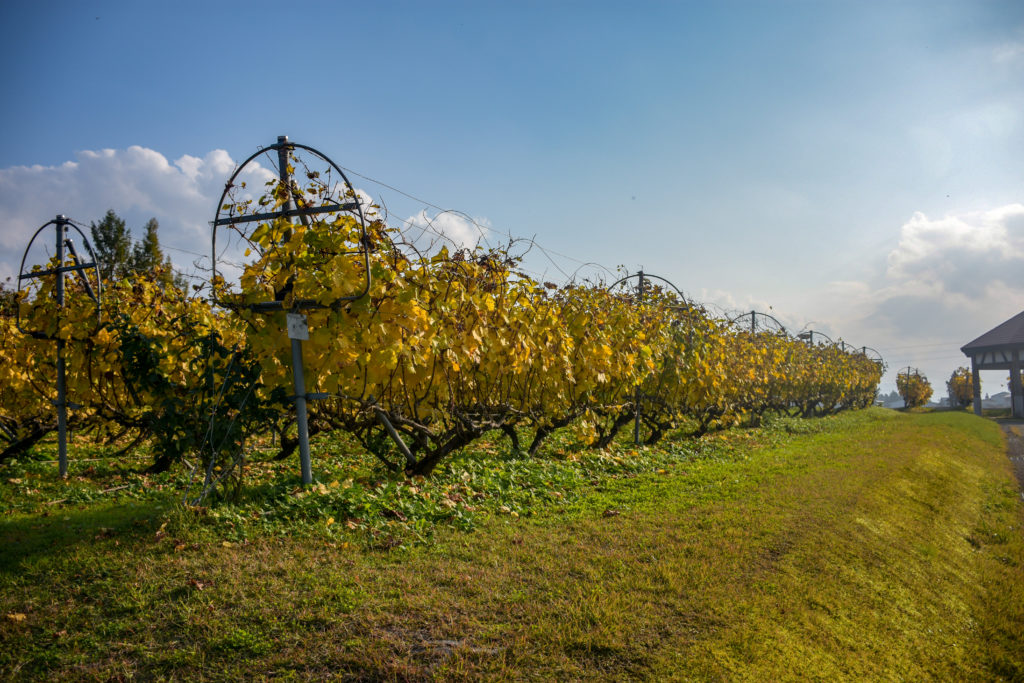 The vineyard where you can harvest the grapes during the festival.